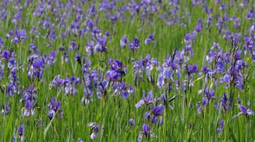 Feuchtwiese mit blau-violetten Blüten der Sibirischen Schwertlilie