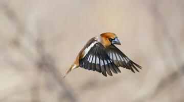 Kernbeisser im Flug.