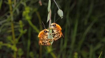Langhorn-Bienen, Naturdenkmal Johannesberg
