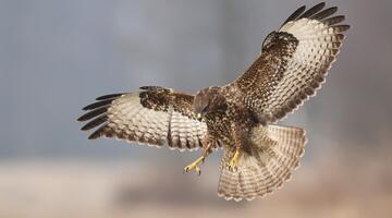Mäusebussard im Flug.