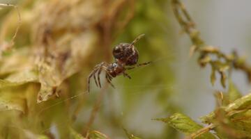 Jobs Kugelspinne im Netz