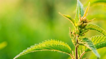 © (c) Shutterstock / Grisha Bruev (c) Shutterstock / Grisha Bruev