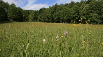 Magerwiesen beheimaten eine bunte Blumenvielfalt und damit auch viele Bienen und Schmetterlingen.