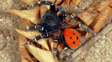 Rote Röhrenspinne