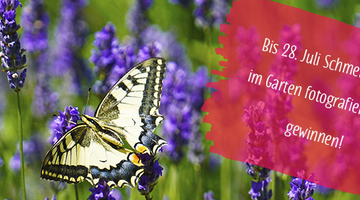 Zeig' her deinen Schmetterlingsgarten-Aktion.
