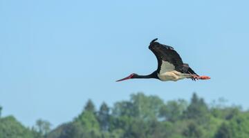 Schwarzstorch im Flug.