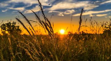 Abendstimmung am Feld