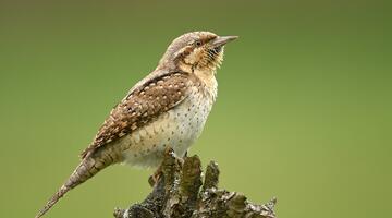 Wendehals auf Ast sitzend.
