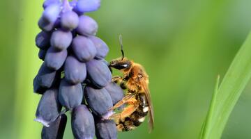 Wildbiene (Vertreter der Halicidae) auf Blütenstand einer Trauben-Hyazinthe