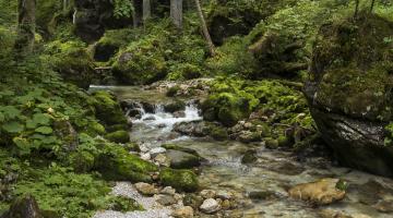 Bach im Hartelsgraben (Nationalpark Gesäuse)