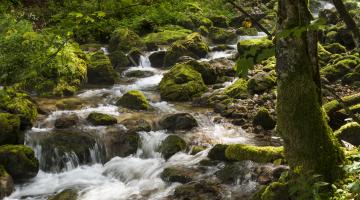 Bach im Hartelsgraben, Nationalpark Gesäuse