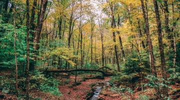 Wald im Wandel