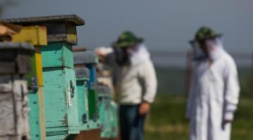 2 Imker mit Schutzhut vor mehreren Bienenstöcken aus bemahltem Holz