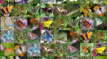 Bildauswahl Schmetterlingsgarten