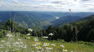 Ausblick ins Tal der Wachau, von einer Hügelkuppe mit blühenden Margeriten 