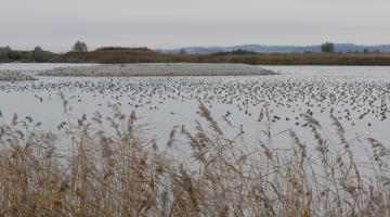 Rastende Wasservögel im Rheindelta