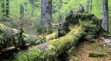 Rothwald, Wildnisgebiet Dürrenstein