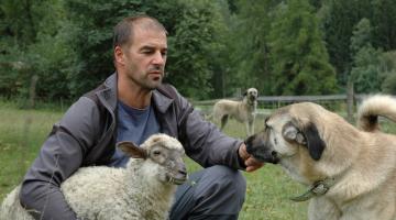 Wanderschäfer Thomas Schranz mit Hütehund und Schafen