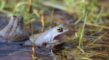 Moorfrosch