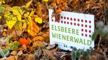 Schild "Elsbeere Wienerwald"