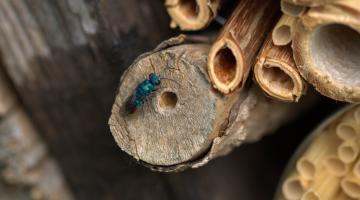 Insekt auf Holz