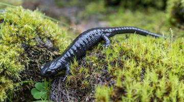 heimische amphibien Alpensalamander