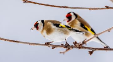 Stunde der Wintervögel Stieglitze