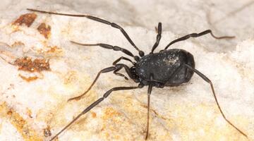 Schwarzer Mooskanker c Christian Komposch