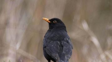 Amsel