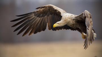 Seeadler im Flug