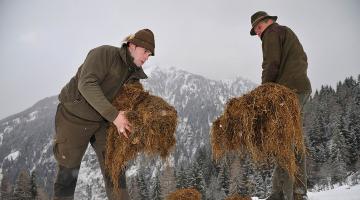 Zwei Männer legen Heu für Hirsche aus im Schnee