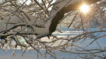 09_Rotwild_Winter_(c)_pixabay_cocoparisienne © (c) pixabay