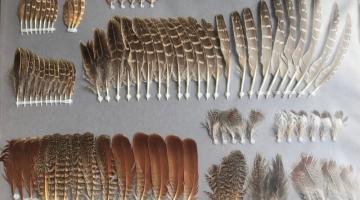 Federn-rebhuhn-ch-schwann © Die Federn des Rebhuhns aus der Sammlung von Benjamin Knes © Christina Schwann Die Federn des Rebhuhns aus der Sammlung von Benjamin Knes © Christina Schwann
