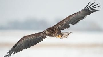 Seeadler (c) Kreinz © Seeadler (c) Kreinz