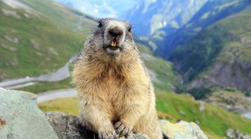 Murmeltier in den Alpen