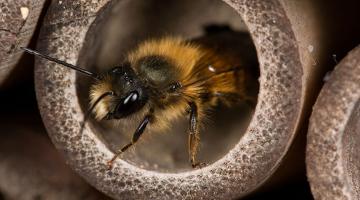 Rostrote Mauerbiene beim Nestbau