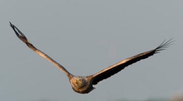 Seeadler