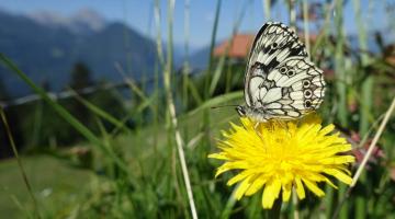 tagfalter monitoring