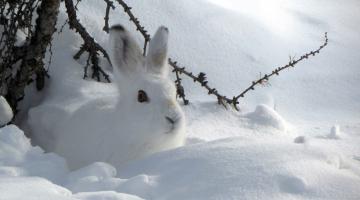 Tiere unter eis und schnee