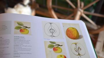 Anleitung zum Veredeln von Apfelbäumen (c) Stella Haller