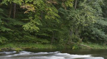 Flussrauschen ade? Bei Rosenburg soll der Kamp bis zu 1,5 Meter ausgebaggert werden. (c) Matthias Schickhofer © Matthias Schickhofer Kamp