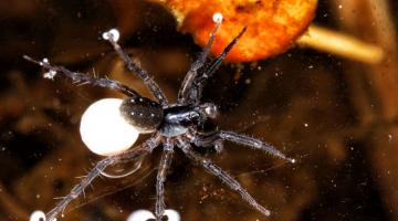 Biodiversitaetsmonitoring_Kleiner Pirat