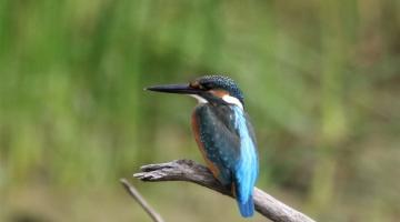 Eisvogel, sitzend auf einem Ast