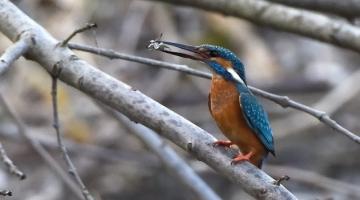 Eisvogel, sitzend auf einem Ast