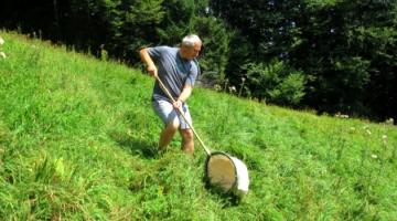 Mit einen Standardkescher werden 2x 50 Doppelkescherschläge in einem weitem Bogen geführt © Ökoteam Mit einen Standardkescher werden 2x 50 Doppelkescherschläge in einem weitem Bogen geführt