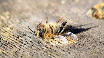 Insektensterben