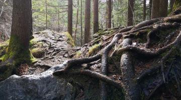 wurzeln