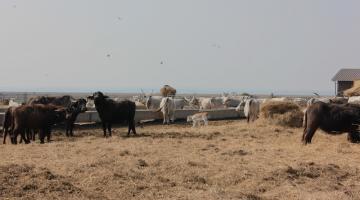 Die Graurinder sind eine besondere Form an Naturschutzmaßnahmen (c) Kropshofer © Die Graurinder sind eine besondere Form an Naturschutzmaßnahmen (c) Kropshofer
