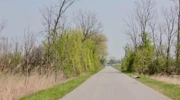 Ein Weißstorch überquert die Straße im Nationalpark Neusiedler See