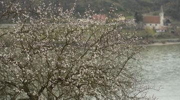 Wachau im Vorfrühling © Matthias Schickhofer Trockensteinmauer